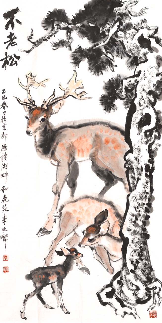不老松